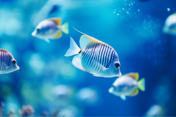 Promo grid image: Fish